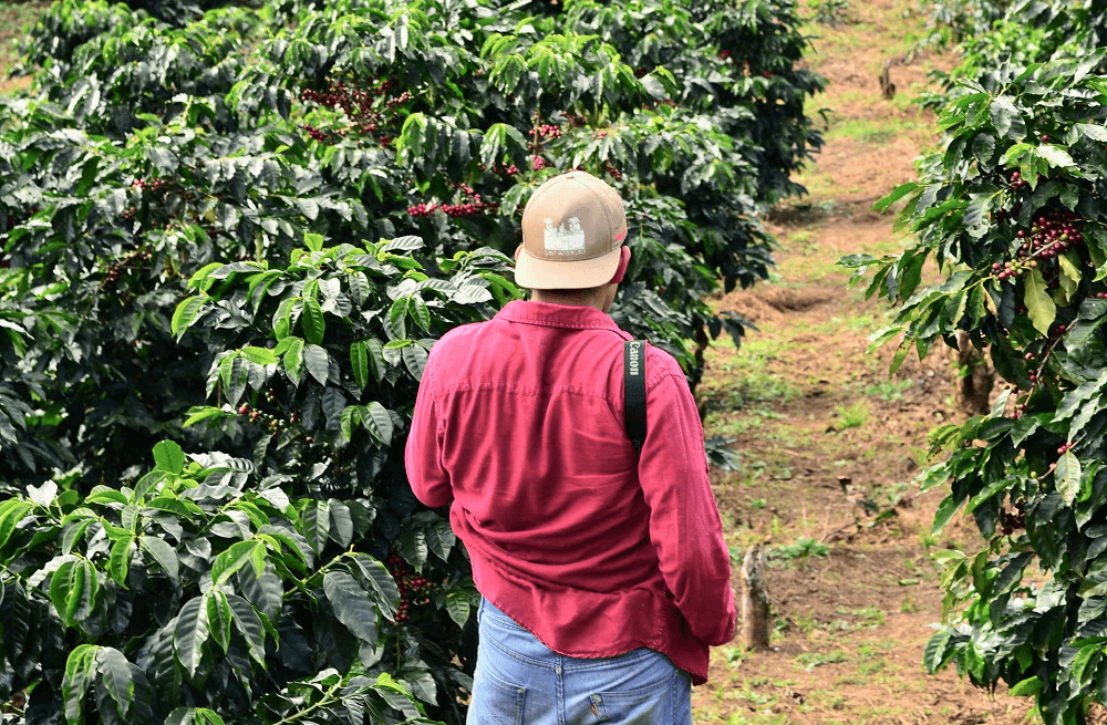 plantacje kawy znajdują się w Brazylii