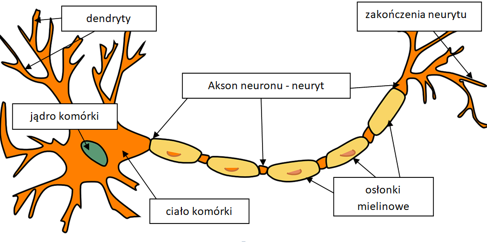 schemat budowy komórki nerwowej