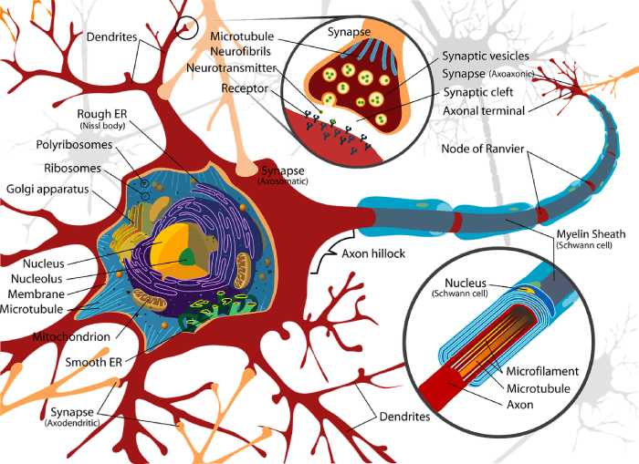 schematyczna budowa komórki nerwowej